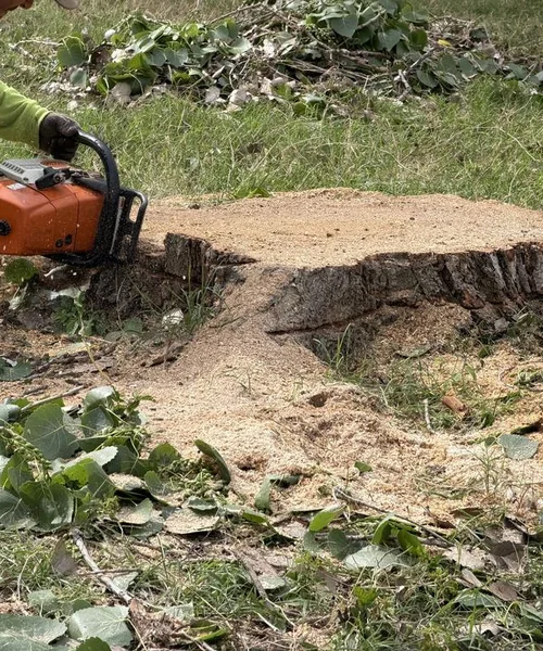 Tree Removal in Pantego 